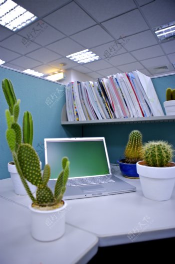 放在电脑旁植物图片