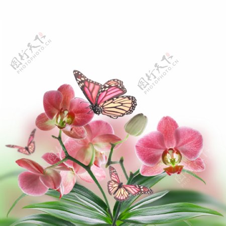 蝴蝶恋花朵图片