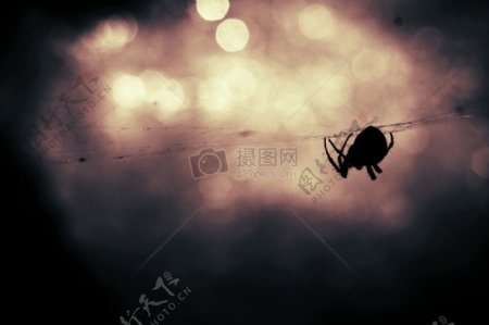 动物剪影背景虚化昆虫蜘蛛蜘蛛网页