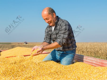 收玉米的农民图片
