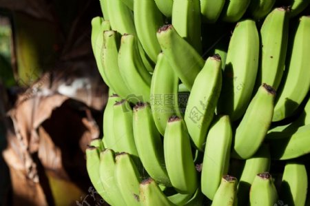 香蕉树上的香蕉