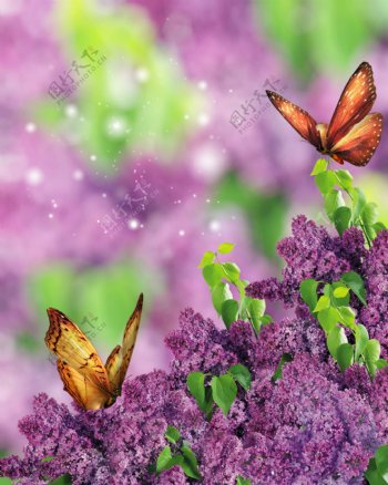 梦幻鲜花与蝴蝶图片
