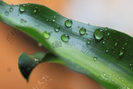 水植物露水滴的水绿色反射滴滴水水滴