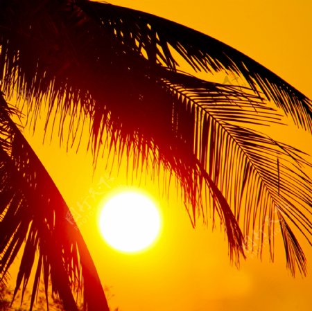 椰子树和落日图片