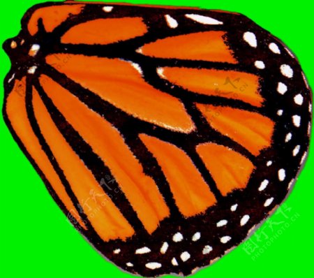 蝴蝶动物3D模型素材