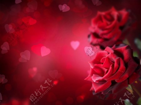 红玫瑰与心型背景图片