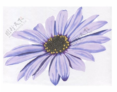 紫色花朵图片素材
