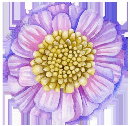 密集花蕊紫红色花朵图片素材