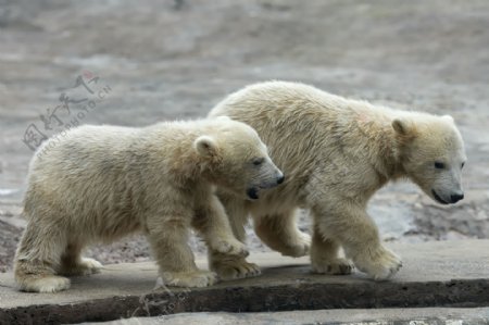 可爱北极熊摄影素材图片
