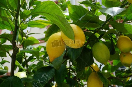 树枝上的柠檬