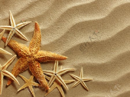 沙滩上美丽的海星图片