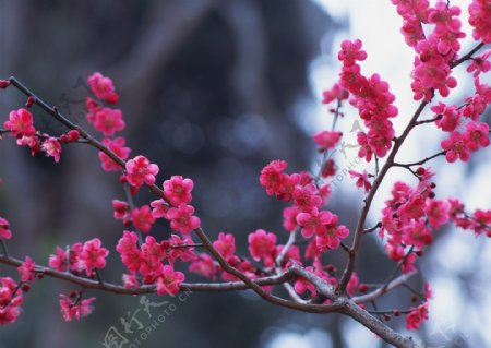 红色桃花树枝特写图片