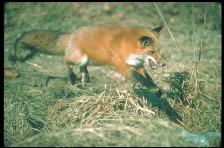 捕食的狐狸图片