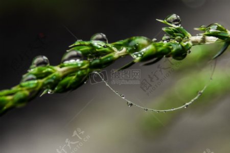 雨滴蛛网