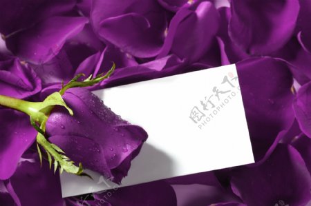 紫色玫瑰与卡片图片