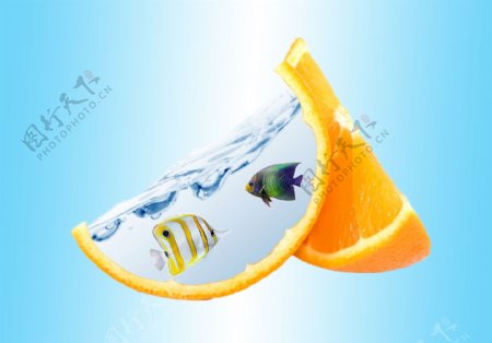 橙皮鱼缸