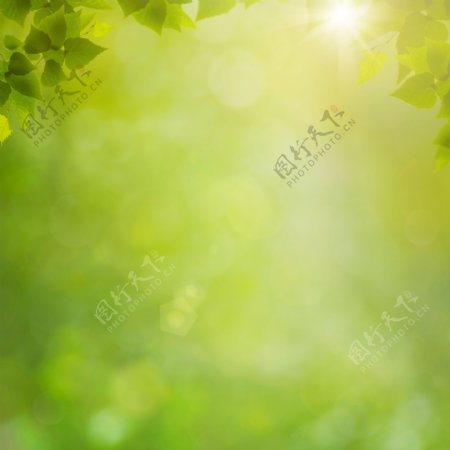 阳光绿叶和梦幻背景图片