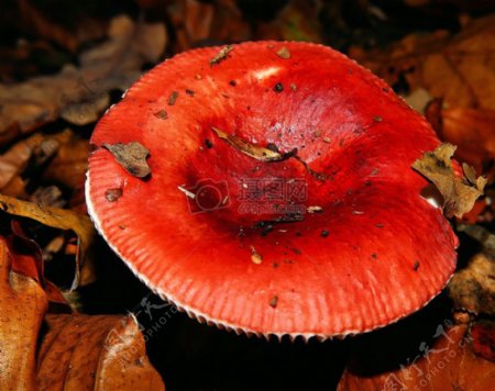 树林里的红色蘑菇