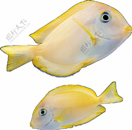 黄色海底鱼类图片免抠png透明图层素材