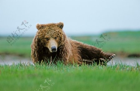 草地上的大棕熊图片