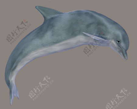 灰色的海豚图片免抠png透明图层素材