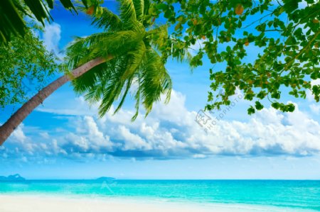 海边沙滩上的椰子树图片