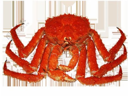 红褐色八脚螃蟹图片免抠png透明图层素材