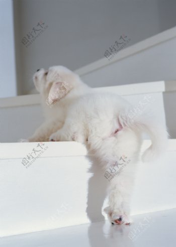上楼梯的白色小狗图片