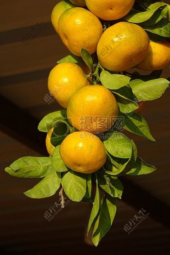 枝枝上结的橘子