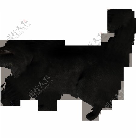 正在玩耍的黑猫图片免抠png透明图层素材
