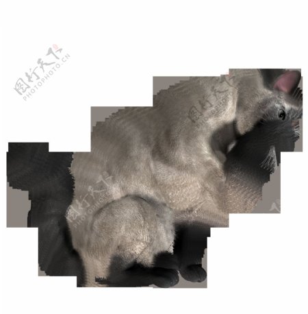 灰色小猫图片免抠png透明图层素材