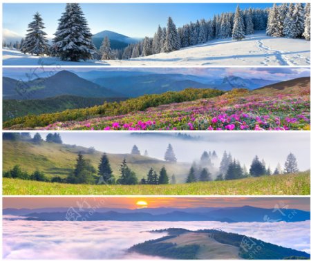 鲜花与雪景图片