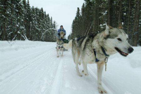 雪地上的雪橇犬图片