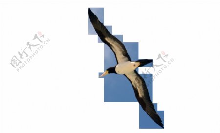 天空翱翔的大鸟图片免抠png透明图层素材