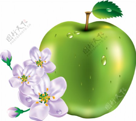 漂亮鲜花苹果图片免抠png透明图层素材