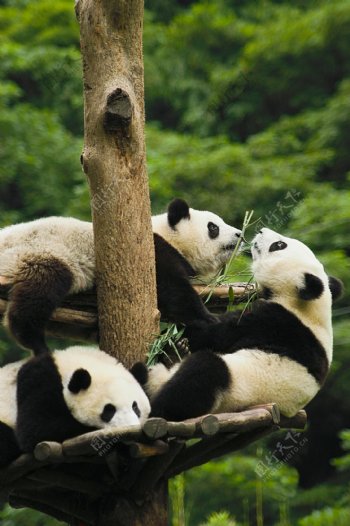 熊猫写真图片