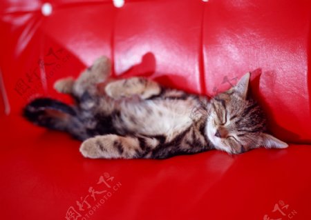 红色沙发上睡觉的小猫图片