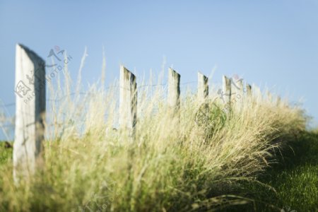 草丛栅栏风景图片