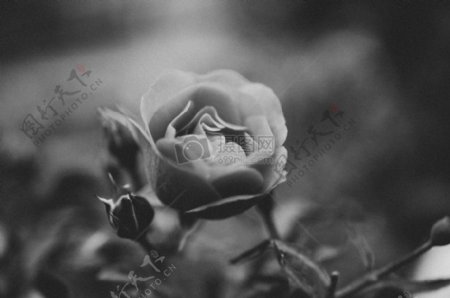 黑与白花玫瑰