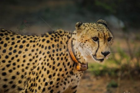 动物非洲荒野老虎捕食豹野生动物哺乳动物猎豹