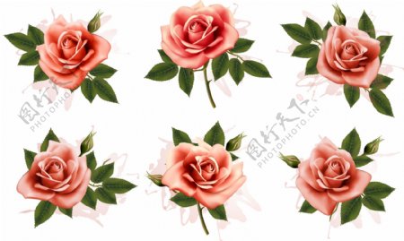 粉色写实玫瑰花