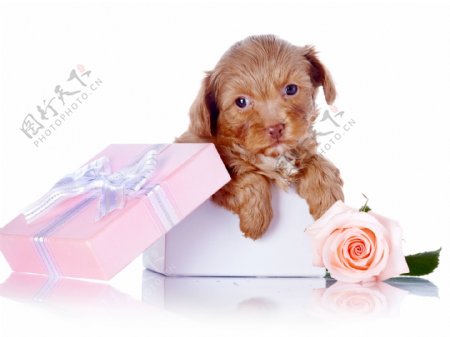 礼品盒里的小狗图片