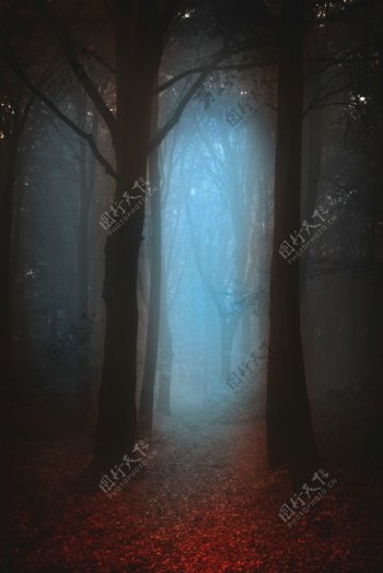 雾气弥漫的树林图片