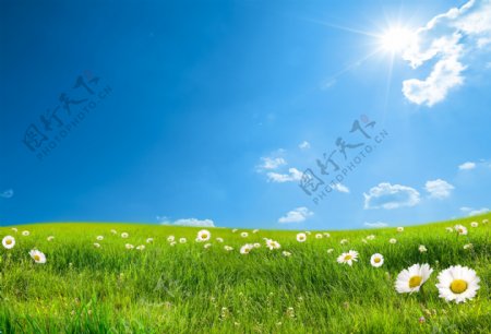 蓝天下草地上的野花图片