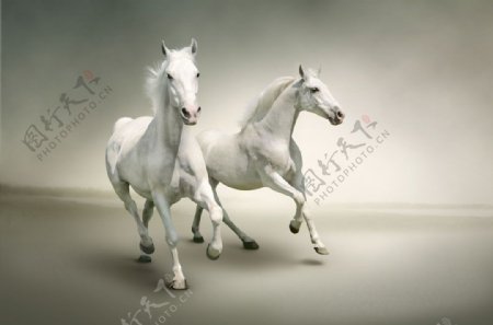 两匹奔跑的白马图片