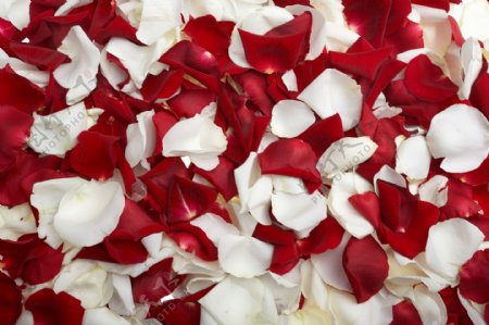 红玫瑰与白玫瑰花瓣高清图片