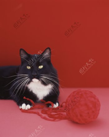 黑色猫咪与线团图片
