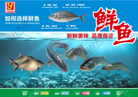 鲜鱼促销海报