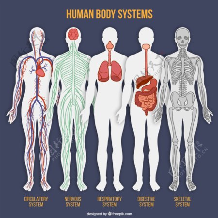 5款彩绘人体系统平面图矢量素材