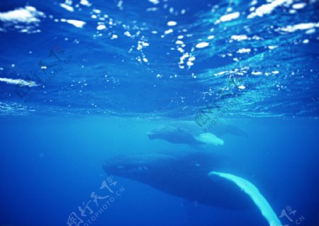 游在海底里的鲸图片